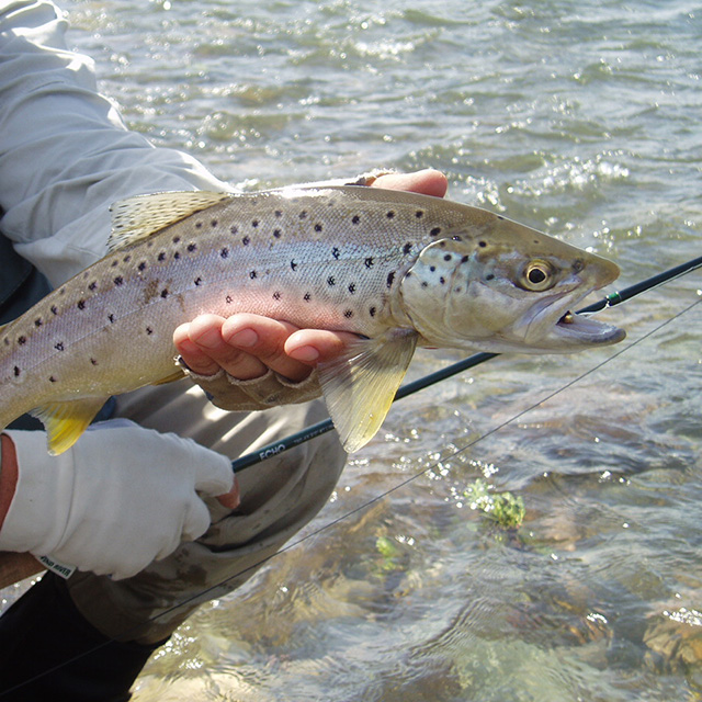 Fly Fishing