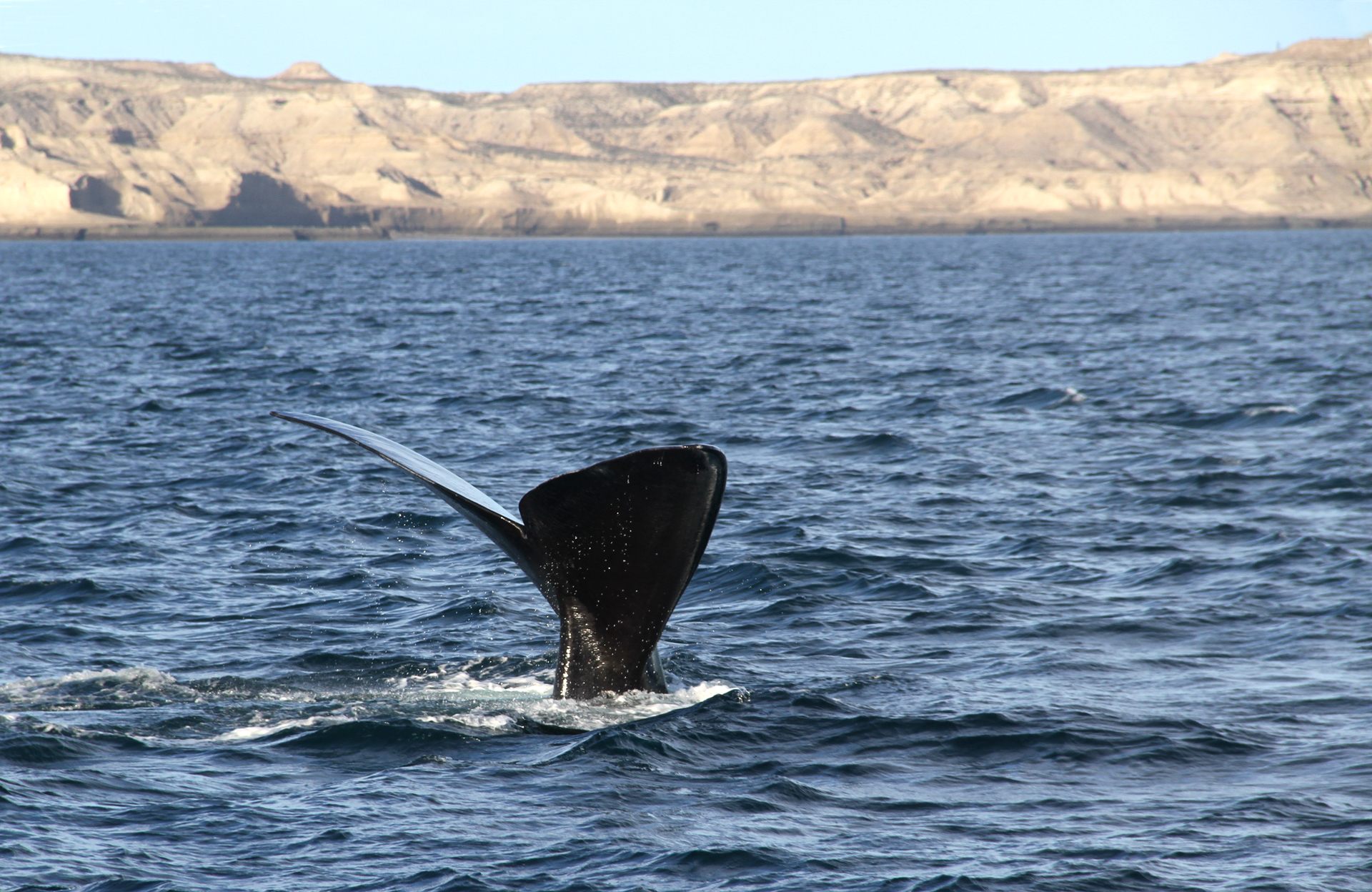 Southern Right Whale
